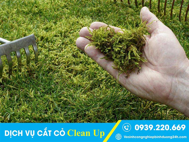 Dịch vụ cắt cỏ Clean Up cam kết về chất lượng, tiến độ, giá phải chăng