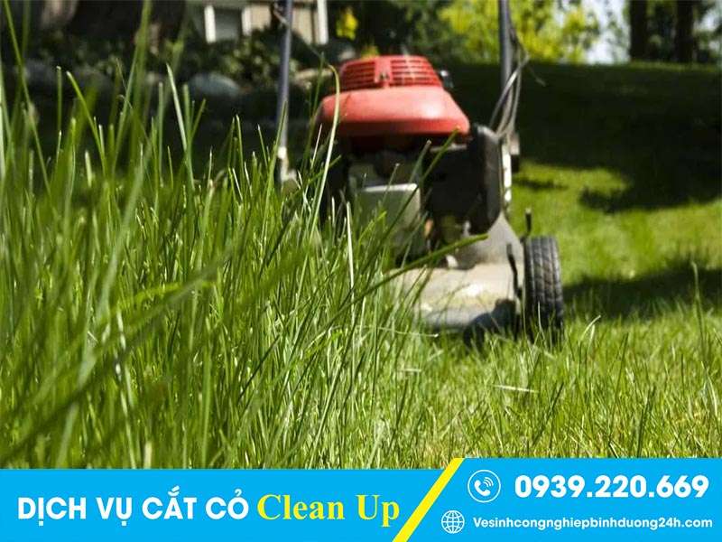 Dịch vụ cắt cỏ Clean Up xử lý triệt để vấn đề về cỏ rậm, chăm sóc cảnh quan