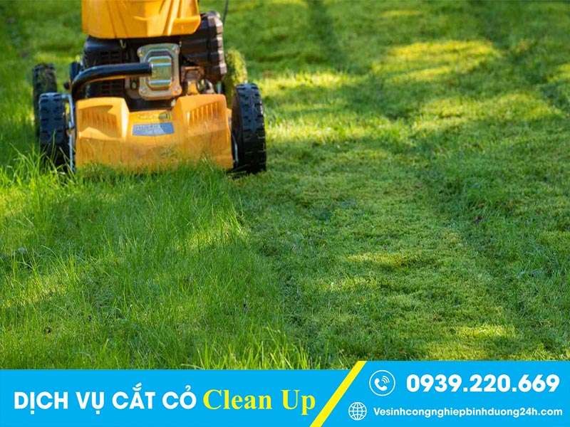 Dịch vụ cắt cỏ Clean Up được nhiều khách hàng tín nhiệm