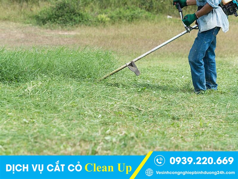 Clean Up - công ty cắt cỏ tại Bến Cát uy tín, chuyên nghiệp 