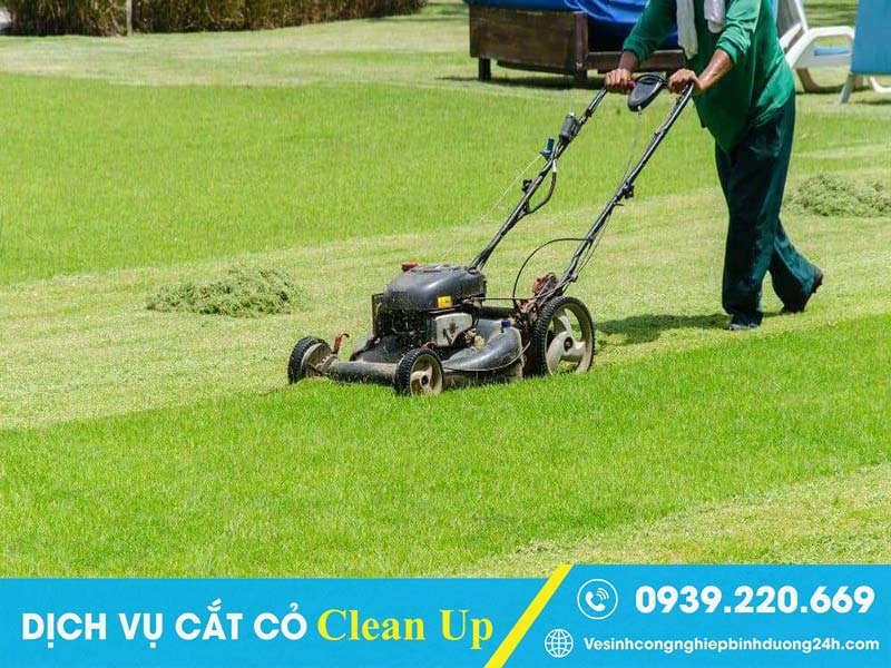 Dịch vụ cắt cỏ Clean Up cam kết giá rẻ, chất lượng