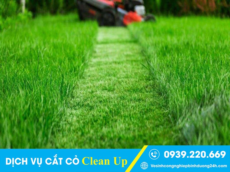 Clean Up triển khai dịch vụ cắt cỏ tại Củ Chi khoa học, bài bản, hiệu quả