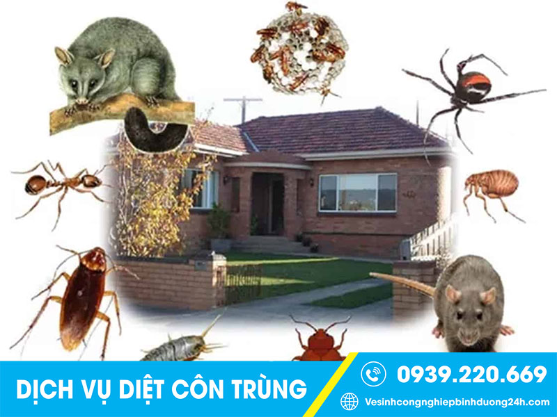 Dịch vụ diệt côn trùng, diệt mối giá rẻ tại Bình Dương