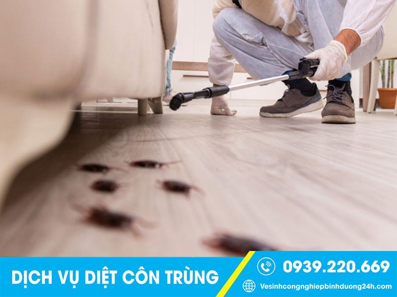 Clean Up - Dịch vụ phun côn trùng tại Bình Dương giá rẻ, cam kết hiệu quả