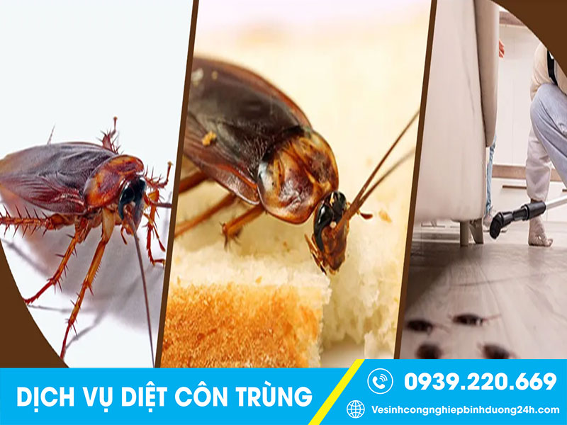 Dịch vụ phun diệt muỗi tại Đồng Nai giá rẻ, xử lý triệt để