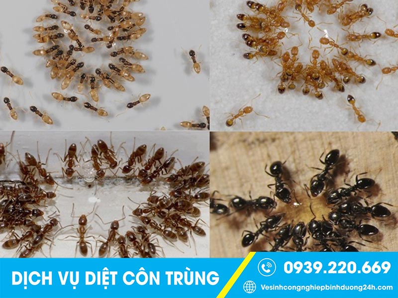 Dịch vụ kiểm soát côn trùng Clean Up xử lý triệt để các loại ruồi, muỗi, gián, kiến, mối, chuột... 