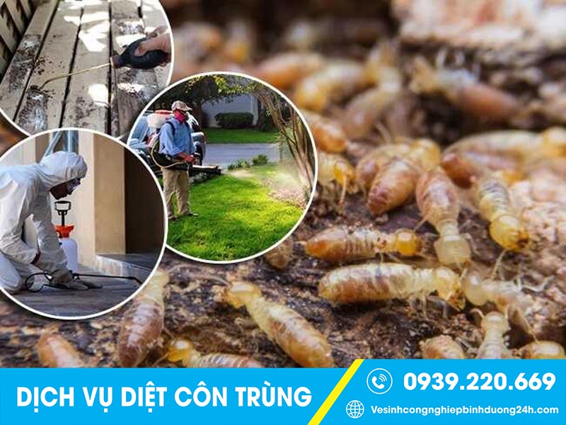 Dịch vụ kiểm soát các loại côn trùng tại Long An giá rẻ