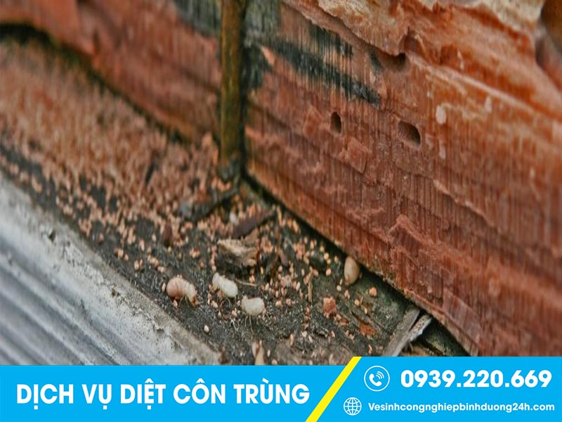 Dịch vụ diệt chuột Nghệ An giá rẻ, uy tín