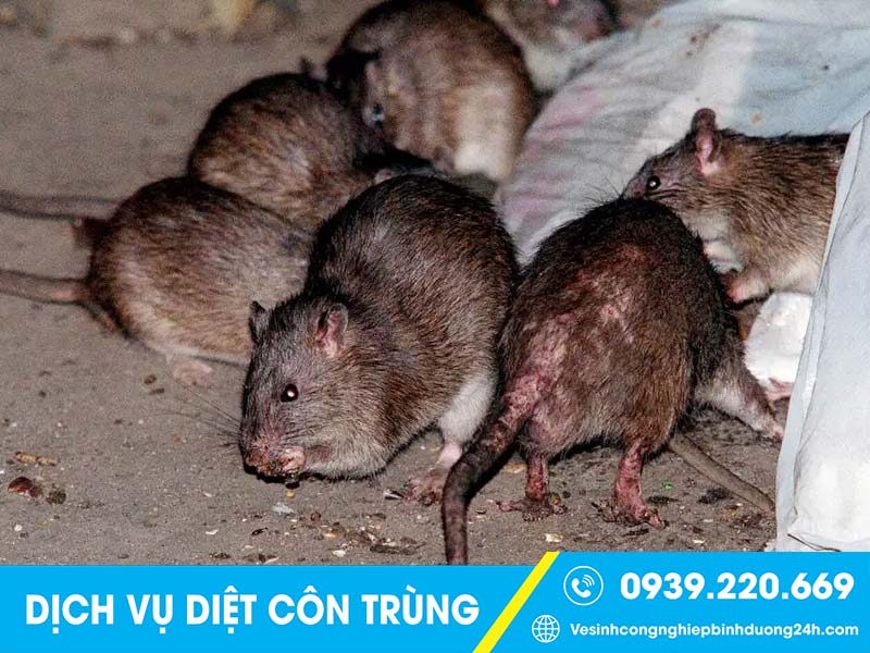 Dịch vụ phun diệt chuột tại Đồng Nai giá rẻ, cam kết diệt tận gốc 