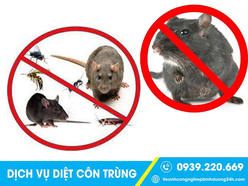 Thuê dịch vụ phun diệt chuột tại Đồng Nai của Clean Up