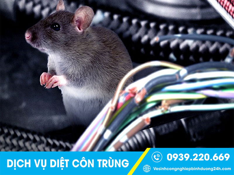 Chuột phá hoại đồ đạc, thiết bị, vật dụng trong nhà