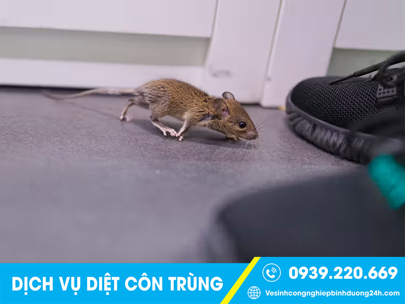 Không nên tự thuốc diệt chuột tại nhà khi chưa có kinh nghiệm