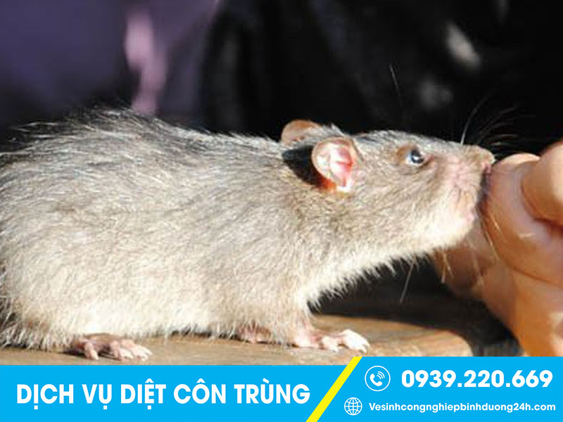 Giá dịch vụ diệt chuột tại Long An phụ thuộc vào nhiều yếu tố