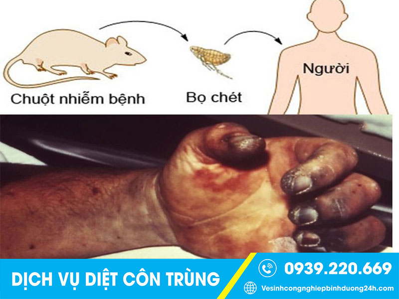 Chuột - Nguy cơ gây bệnh cho con người nếu không được xử lý triệt để