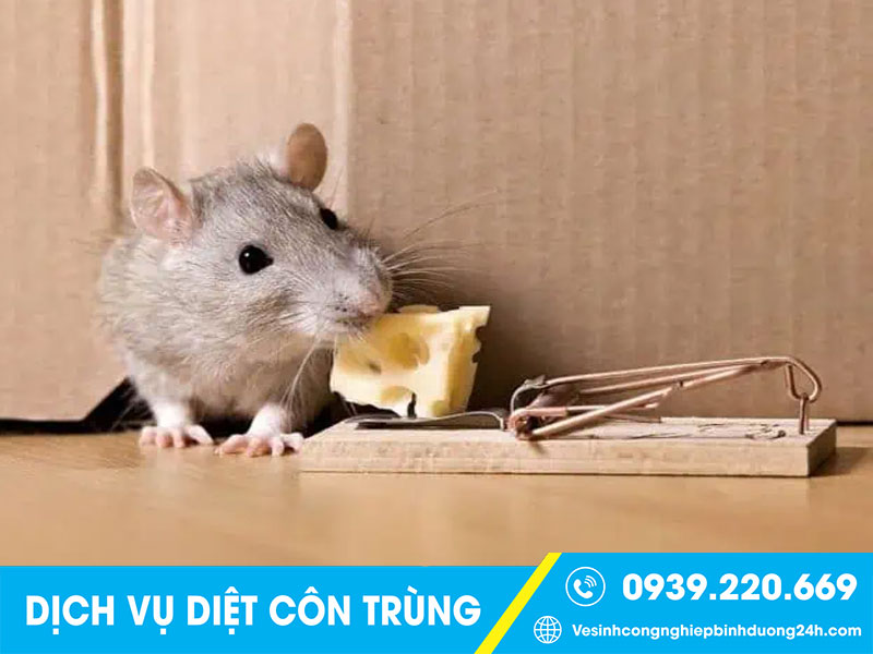 Thuê dịch vụ diệt chuột tại Nghệ An giá rẻ