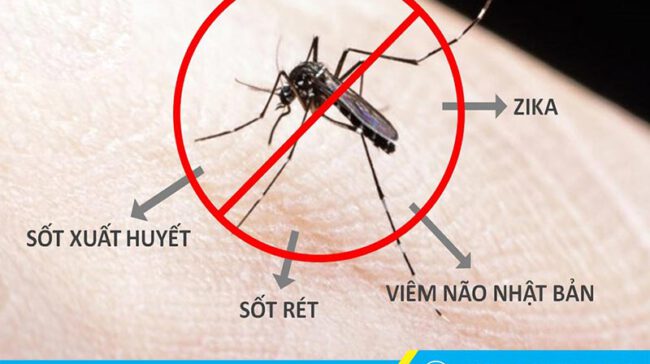 Xử lý tận gốc các loại muỗi, ấu trùng gây bệnh sức khỏe