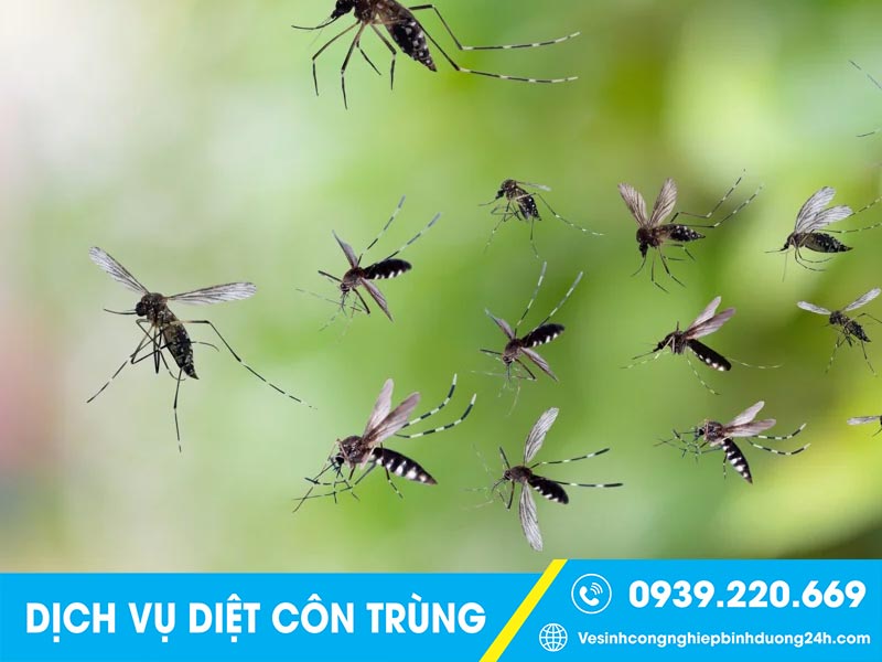 Dịch vụ diệt muỗi tại Bình Dương giá rẻ