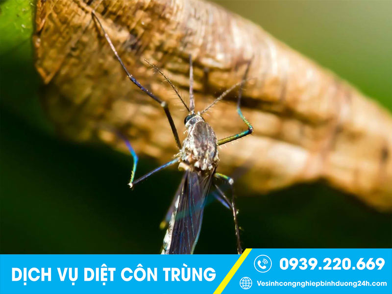 Thuê dịch vụ phun thuốc muỗi tại Đồng Nai uy tín, có kinh nghiệm