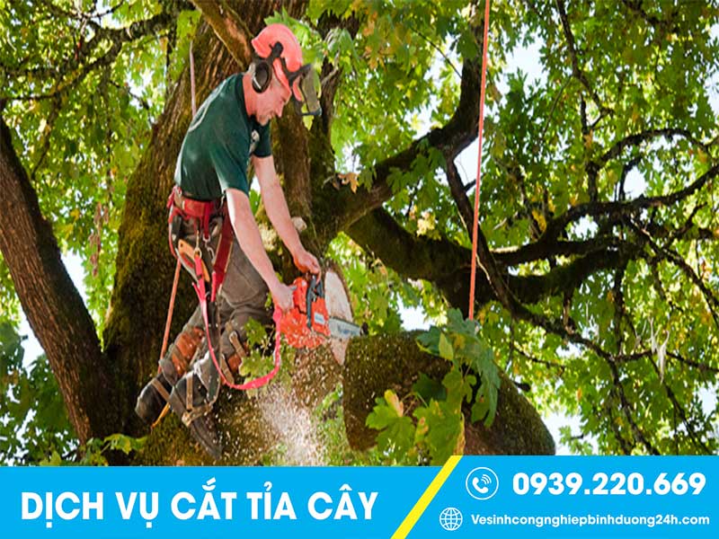 Mọi vấn đề liên quan đến cưa cây, đốn cành Clean Up hoàn toàn có thể xử lý, đảm nhận