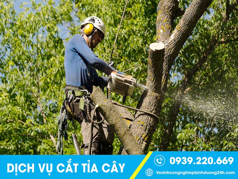 Gọi ngay Clean Up khi cần cưa cây, cắt tỉa cây xanh giá rẻ tại Đồng Nai