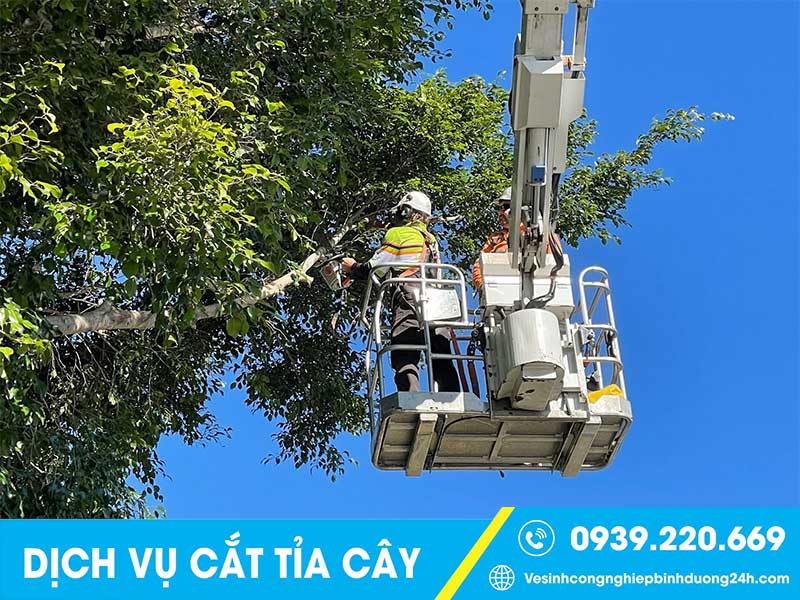 Dịch vụ cưa cây tại Đồng Nai uy tín, giá rẻ