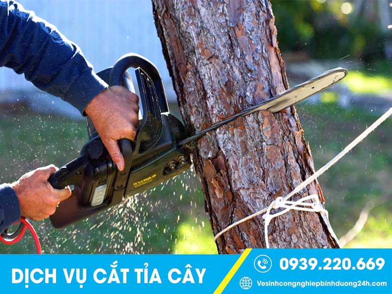 Cần máy móc, thiết bị chuyên dụng khi cưa cây, đốn cành