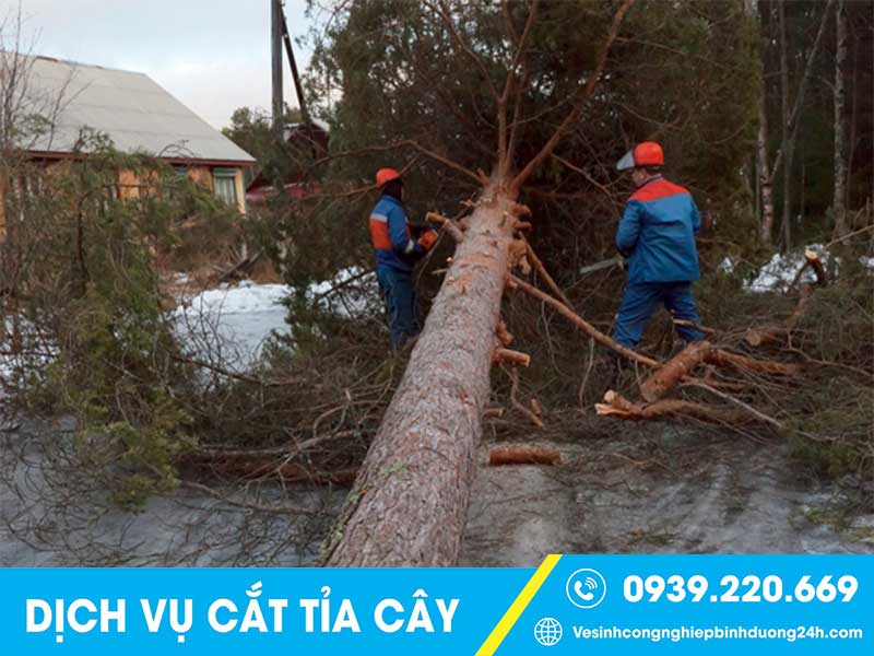 Cây xanh già cỗi, đổ ngã sẽ gây hư hại tài sản