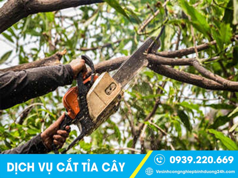 Dịch vụ cưa cây tại Bình Tân - Cắt Tỉa Cây Xanh