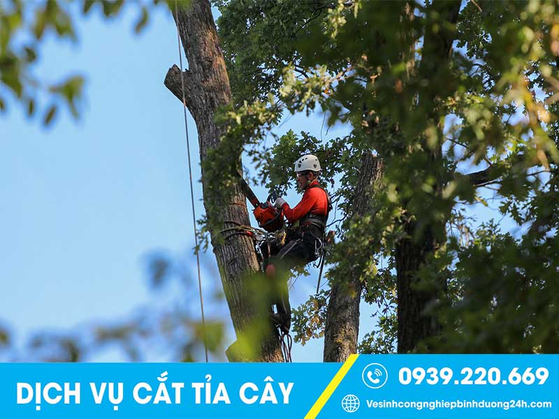 Clean Up - Dịch vụ cưa cây tại Long An giá rẻ, uy tín