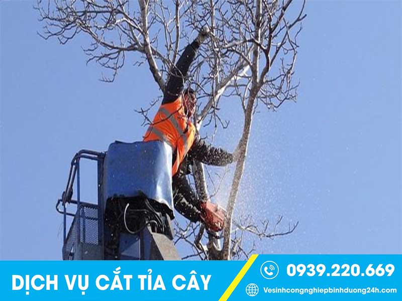 Clean Up - Dịch vụ cưa cây tại HCM - Cắt Tỉa Cây Xanh Uy tín, Giá rẻ #1