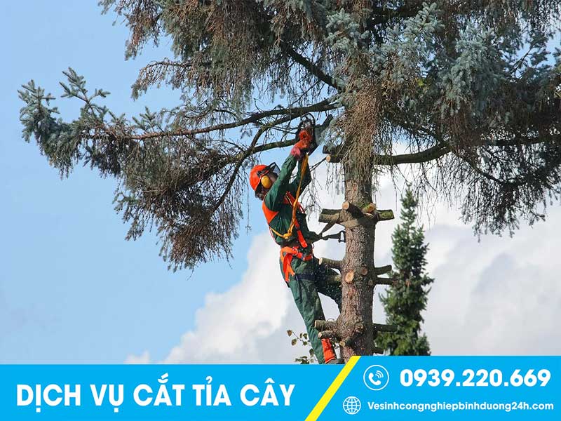 Clean Up - Dịch vụ cưa cây tại Hồ Chí Minh giá rẻ, uy tín #1