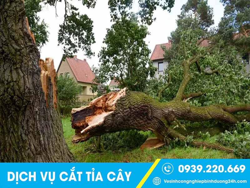 Cưa cây, chặt cây bị đổ ngã do nhiều vấn đề