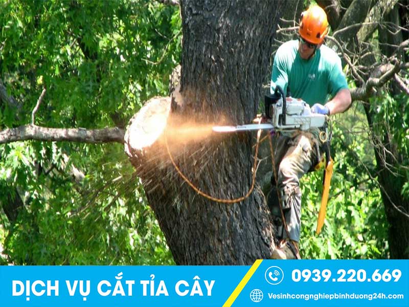 Cải thiện mỹ quan khi xử lý cây to, cây cổ thụ rậm rạp