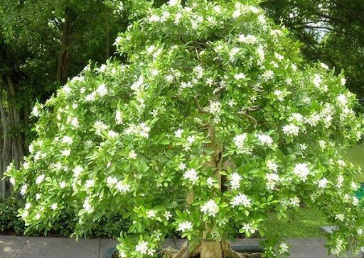 Cắt tỉa cây nguyệt quế