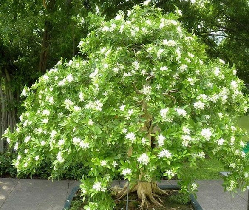 Cắt tỉa cây nguyệt quế