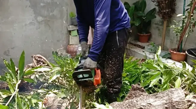quy định cắt tỉa cây xanh