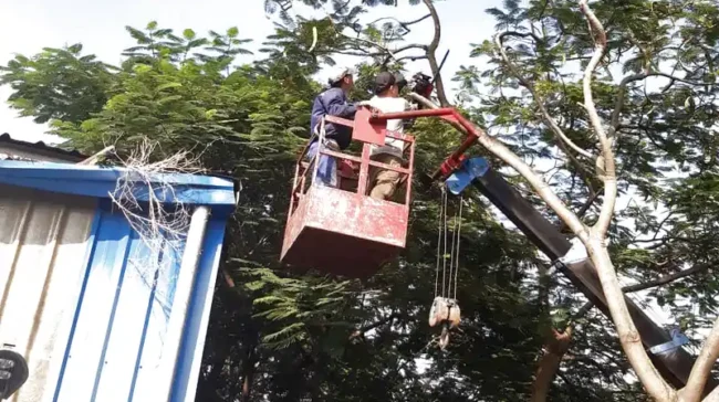 quy định cắt tỉa cây xanh