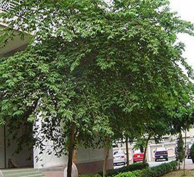 Cây trứng cá