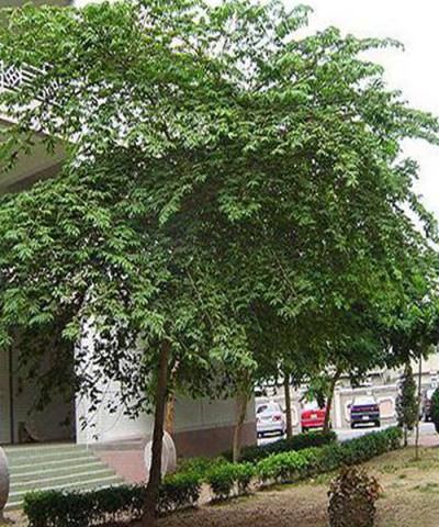 Cây trứng cá