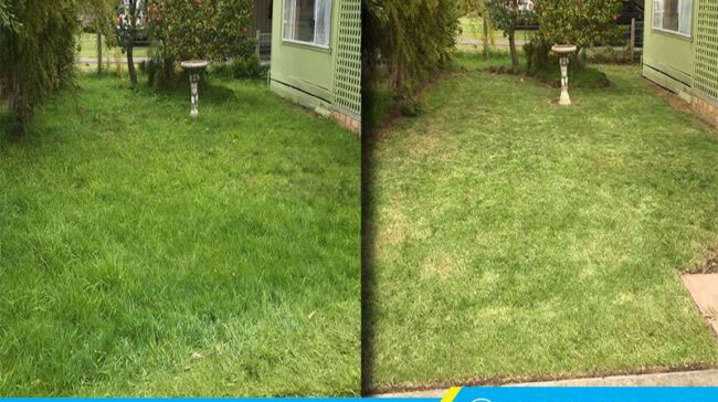 Clean Up - Dịch vụ cắt cỏ tại Quận 1 uy tín, giá tốt nhất