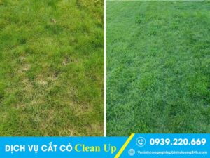 Dịch vụ cắt cỏ tại Quận 11 giá rẻ, cam kết sạch đẹp