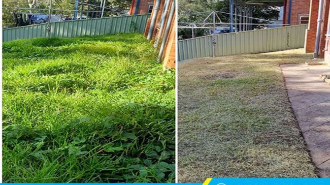 Trước và sau khi thuê thợ cắt cỏ tại Quận 4 của Clean Up