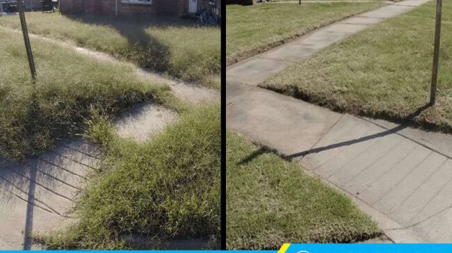 Trước và sau khi thuê dịch vụ cắt cỏ của Clean Up