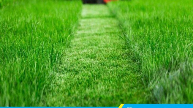 Clean Up triển khai dịch vụ cắt cỏ tại Củ Chi khoa học, bài bản, hiệu quả