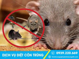 Clean Up - Dịch vụ phun diệt chuột tại Long An giá rẻ