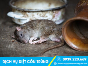 Quy trình phun diệt chuột hiệu quả, bài bản