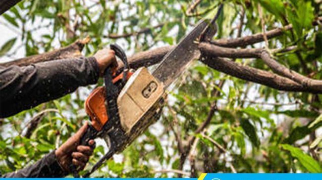 Dịch vụ cưa cây tại Bình Tân - Cắt Tỉa Cây Xanh