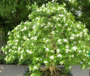 Cắt tỉa cây nguyệt quế
