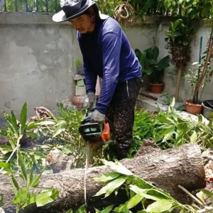 quy định cắt tỉa cây xanh