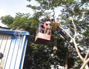 quy định cắt tỉa cây xanh